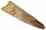 Bargain, Fossil Spinosaurus Tooth - Real Dinosaur Tooth #346302-1